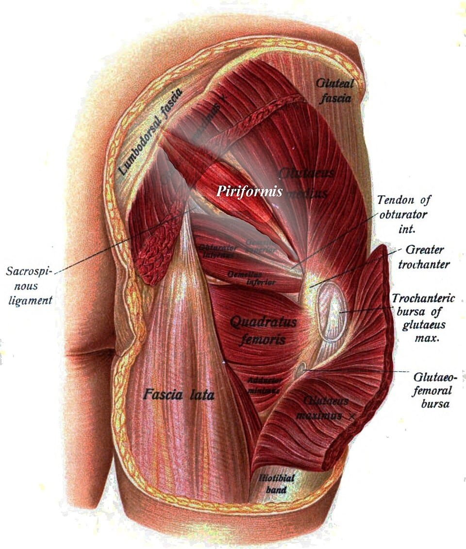 Anatomia detalhada do músculo piriforme na região glútea